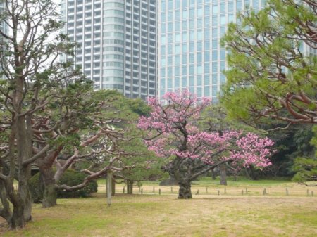 Morning Tour around Tokyo Bay - Tsukiji & Hama-rikyu Gardens