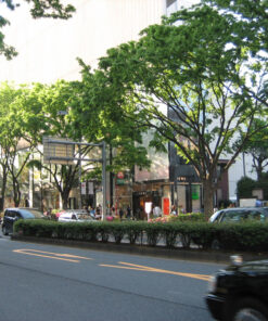 Omotesando st.