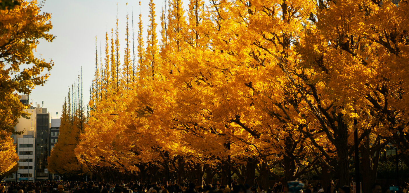 fall for Tokyo